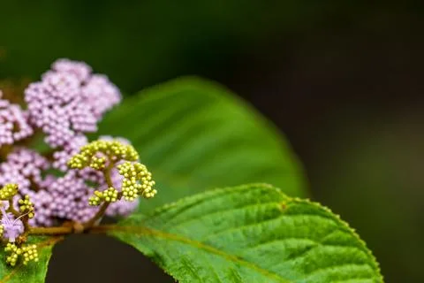 Close-up macro photography of crape myrtle fruit tree with pinkish-purple b.. Stock-Fotos