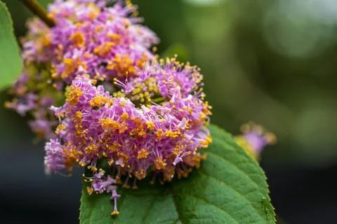 Close-up macro photography of crape myrtle fruit tree with pinkish-purple b.. Fotos Stock