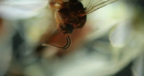 Close-up macro photography of various insects showcasing intricate details of Stock Footage 317557914