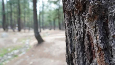 Close-up macro of pine tree bark texture in sharp focus, soft forest. Stock Photos