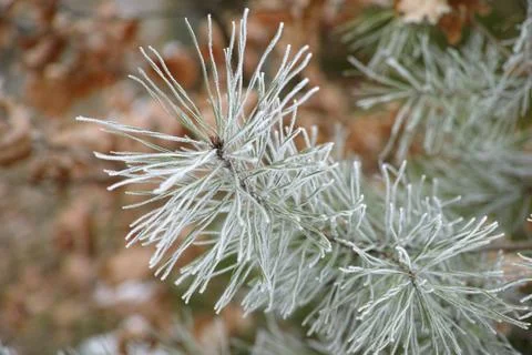 Close-up macro of pine tree branch needles Stock Photos