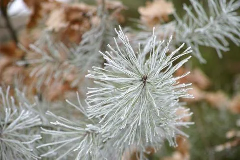 Close-up macro of pine tree branch needles Stock Photos