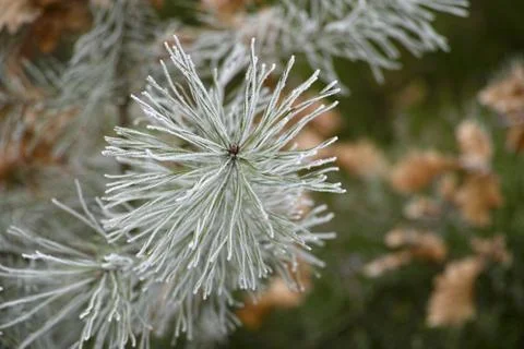 Close-up macro of pine tree branch needles Stock Photos