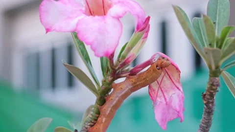 A close-up macro of a pink caterpillar eating a desert rose flower grown in.. Stock Footage 300080296