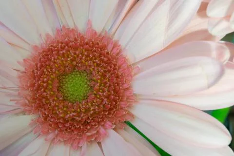 Close up Macro Pink Flower Stock Photos