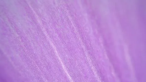 Close up Macro Pink Petal Texture of Cyclamen Flower. View Through a Microscope Photos