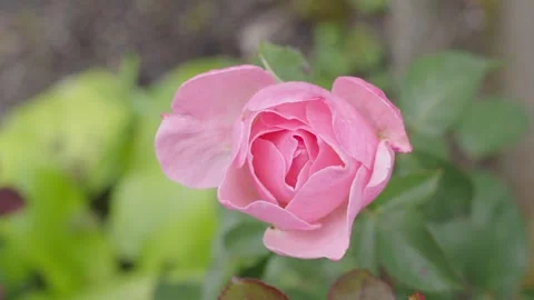 Close-up Macro of Pink Rose Blooming in a Garden with Soft Natural Light Stock-Footage 337442423