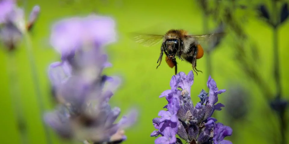 Close up macro of a pollinating bee hovering above a purple flower Stock Photos