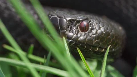 Close-up macro portrait of black adder (Vipera berus nikolskii) in the grass Stock Photos