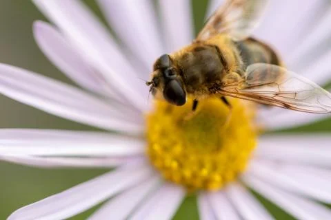 A close up macro portrait of a gliding fly on a white daisy's yellow core. Th Stock Photos