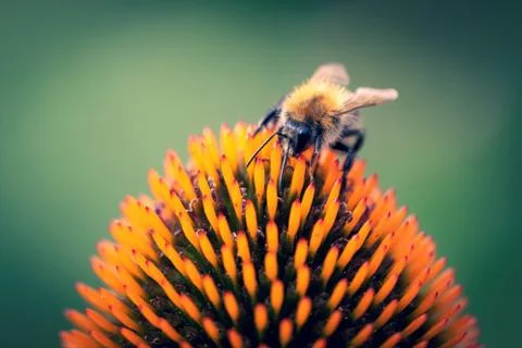 A close up macro portrait of a gliding fly on a white daisy's yellow core. Th Stock Photos