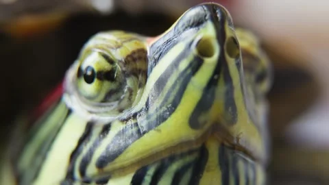 Close Up Macro Portrait of Pond Turtle. Видео 335034943