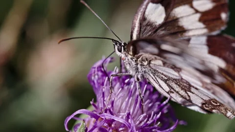 Close Macro Profile of Patterned Butterfly on Purple Thistle Blossom Stock Footage 346113045
