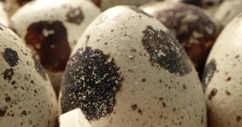 Close up macro of quail eggs in straw nest. Organic farming, natural still-life Stock Footage 242879276