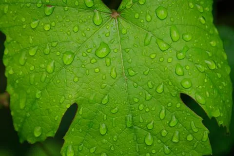 Close up macro of rain drops on a green grapevine leaf Stock Photos