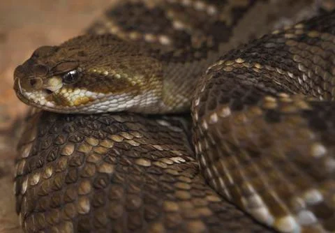 Close up macro rattle snake Stock Photos