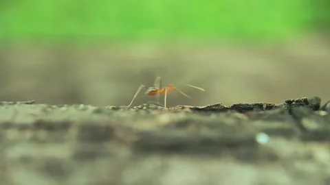 Close-Up Macro Of A Red Ant Crawling Across A Tree Trunk Stock Footage 231368454