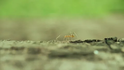 Close-Up Macro Of A Red Ant Crawling Across A Tree Trunk Stock Footage 231368595