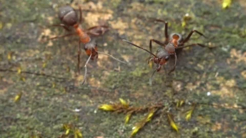 Close up macro red ants or termites on the old decomposing wood. Stock Footage 90616337