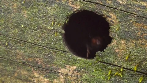 Close up macro red ants or termites on the old decomposing wood. Stock Footage 90616441