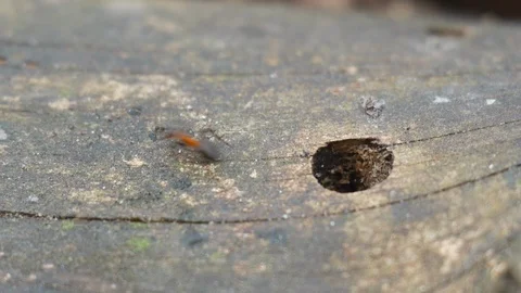 Close up macro red ants or termites on the old decomposing wood. Stock Footage 90616595