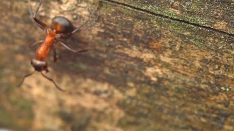 Close up macro red ants or termites on the old decomposing wood. Stock Footage 90616687
