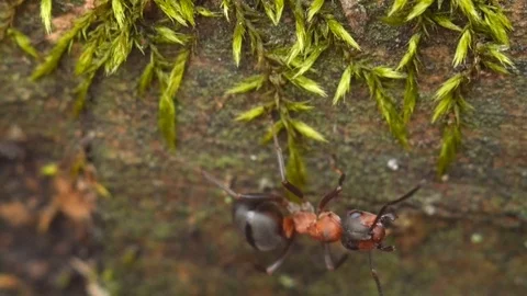 Close up macro red ants or termites on the old decomposing wood. Stock Footage 90616830
