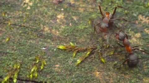 Close up macro red ants or termites on the old decomposing wood. Stock Footage 90617199