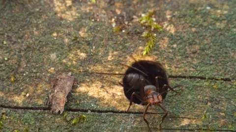 Close up macro red ants or termites on the old decomposing wood. Stockbeeldmateriaal 90617364
