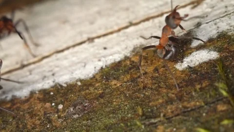 Close up macro red ants or termites on the old decomposing wood. Stock Footage 90617605