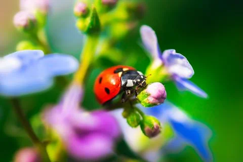 Close-up macro of red ladybug on a flowers Foto stock