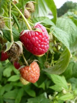 Close Up Macro of Red Raspberry Fruit Bush Stock Photos