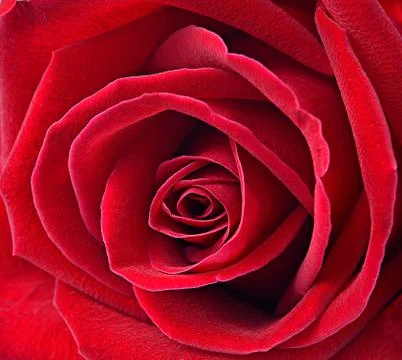 Close up macro of a red rose Stock Photos
