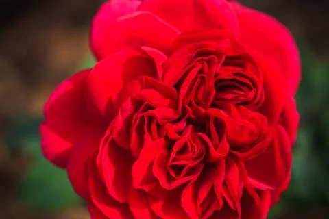 Close up macro red rose Stock Photos