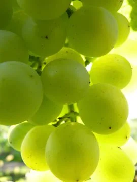 Close Up Macro of Ripe Translucent Grape Cluster on Vine Stock Photos