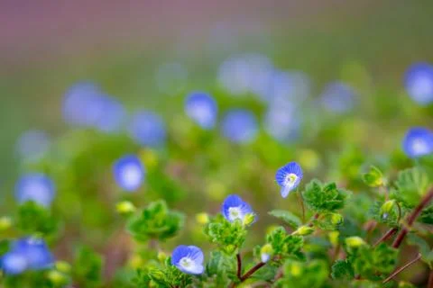 Close up macro scene of beautiful small blue flowers in the field Stock Photos