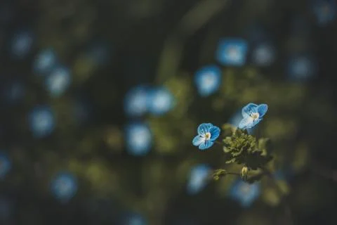 Close up macro scene of beautiful small blue flowers in the field Stock Photos