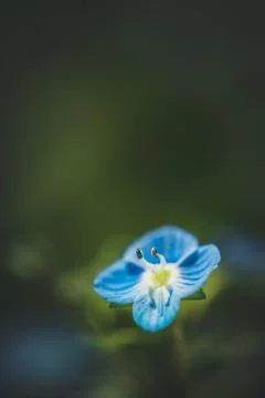 Close up macro scene of beautiful small blue flowers in the field Foto stock