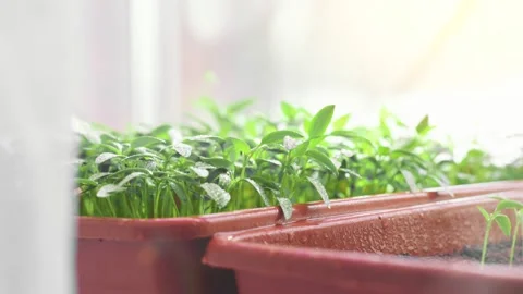 Close up macro seedling of tomato at the home. Spraying of green sprout in the a Video stock 238695802