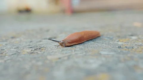 Close up macro shoot of brown snail crawls on the ground high details and Stock Footage 102746250