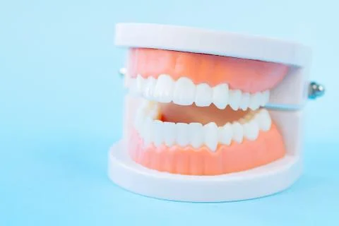 Close up macro shoot of teeth model on blue background. Stock Photos