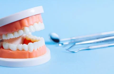 Close up macro shoot of teeth model with dental tools  on blue background. Stock Photos