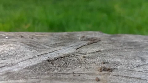 A close-up macro shot that ant along the saw cut wood. Stockbeeldmateriaal 109533654