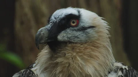Close up macro shot of bearded vulture scavenger Stock Footage 241424827
