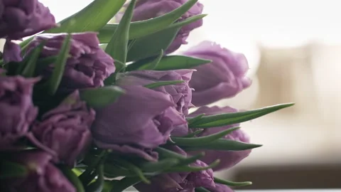 Close-up macro shot of beautiful bouquet of purple tulip flowers, buds, leaves Stock Footage 182024757