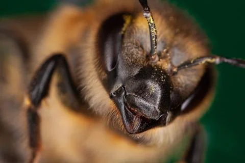 Close-up macro shot of bee head Stock-Fotos