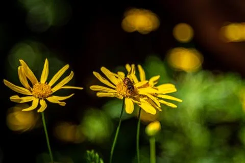 Close up macro shot of a bee on a yellow flower with blurred background Stock Photos