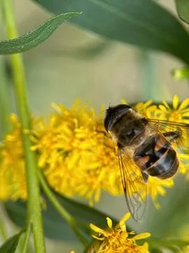 Close-up macro shot of a bee on a yellow flower Stock Photos