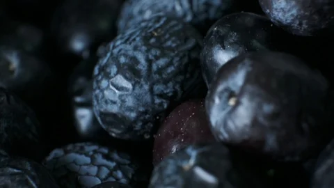 Close up macro shot of black olives in oil mill Stock Footage 124576806