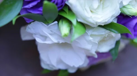 A close up macro shot of a blue colored eustoma Stock Footage 68148889